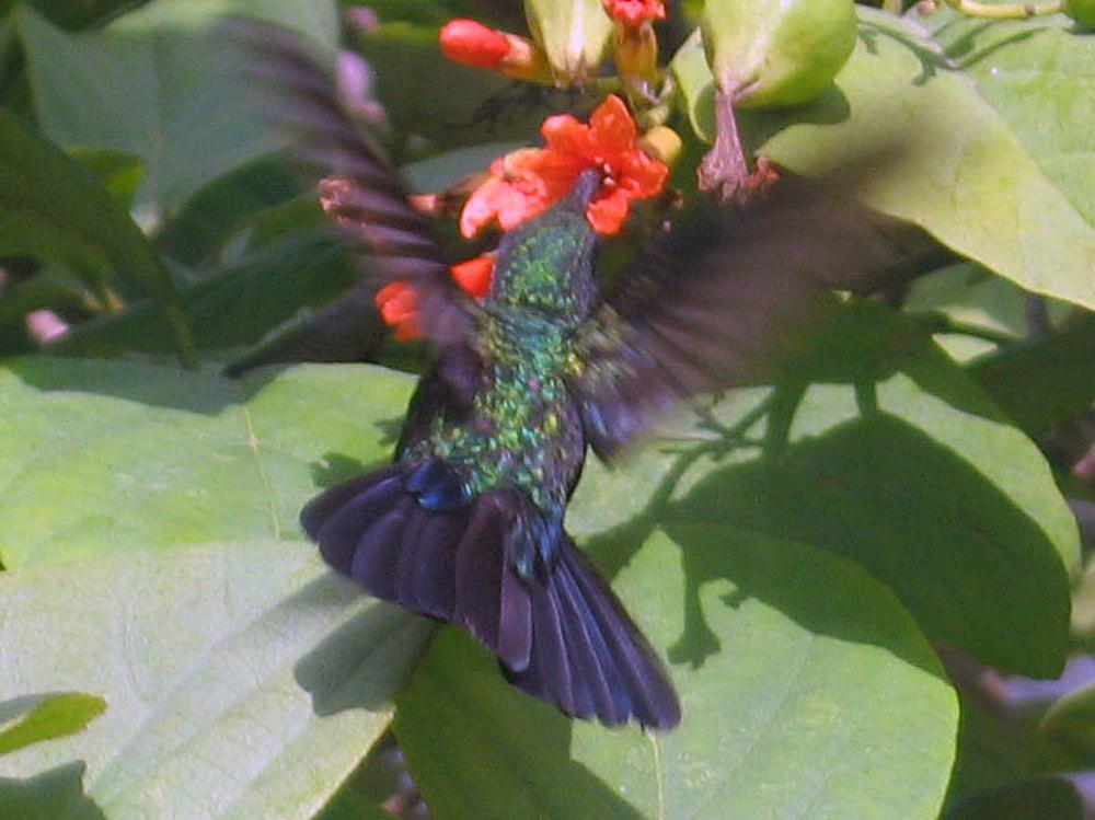 绿芒果蜂鸟