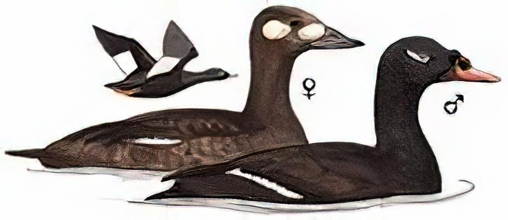 斑脸海番鸭