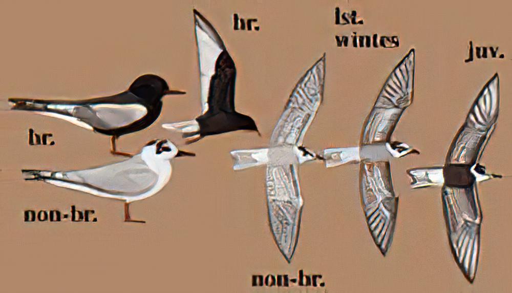 白翅浮鸥