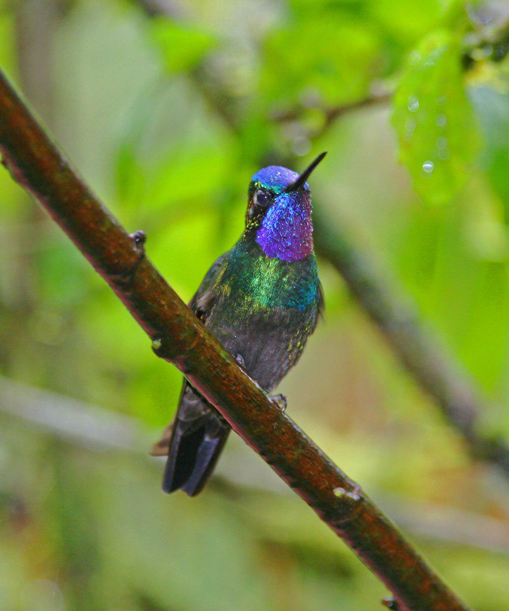 紫喉宝石蜂鸟