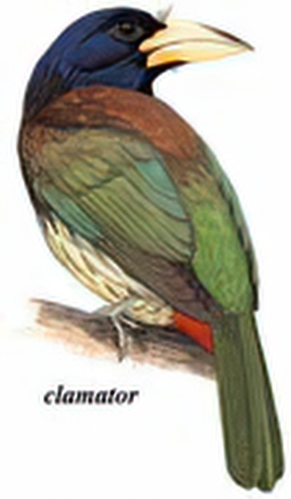 大拟啄木鸟