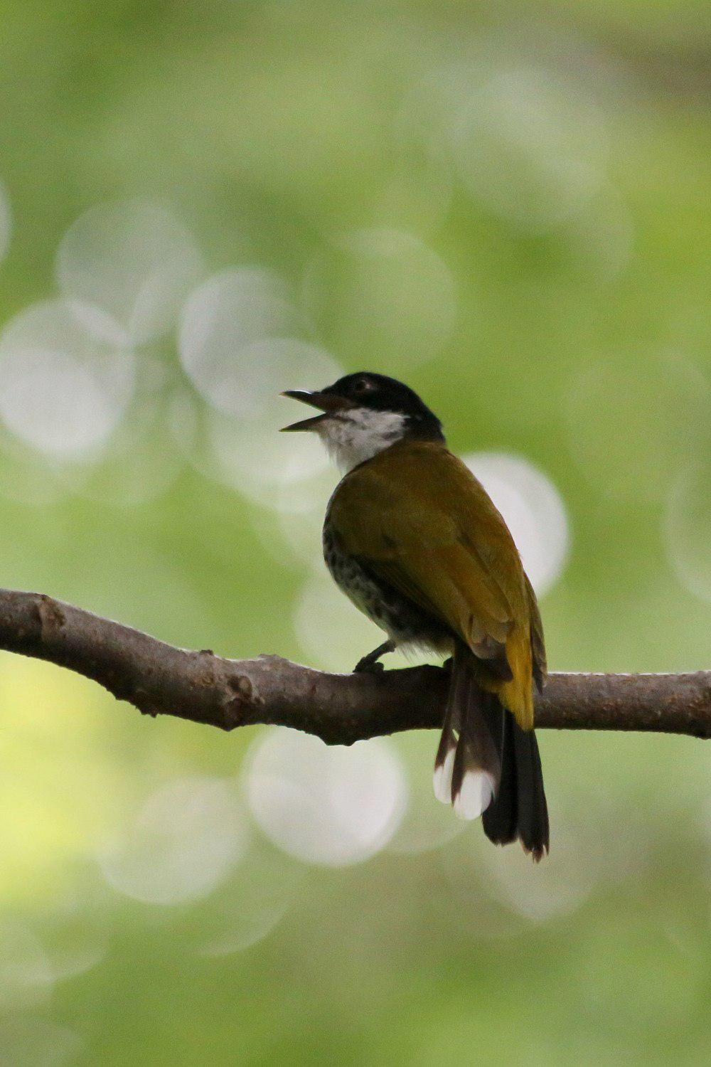 鳞胸鹎