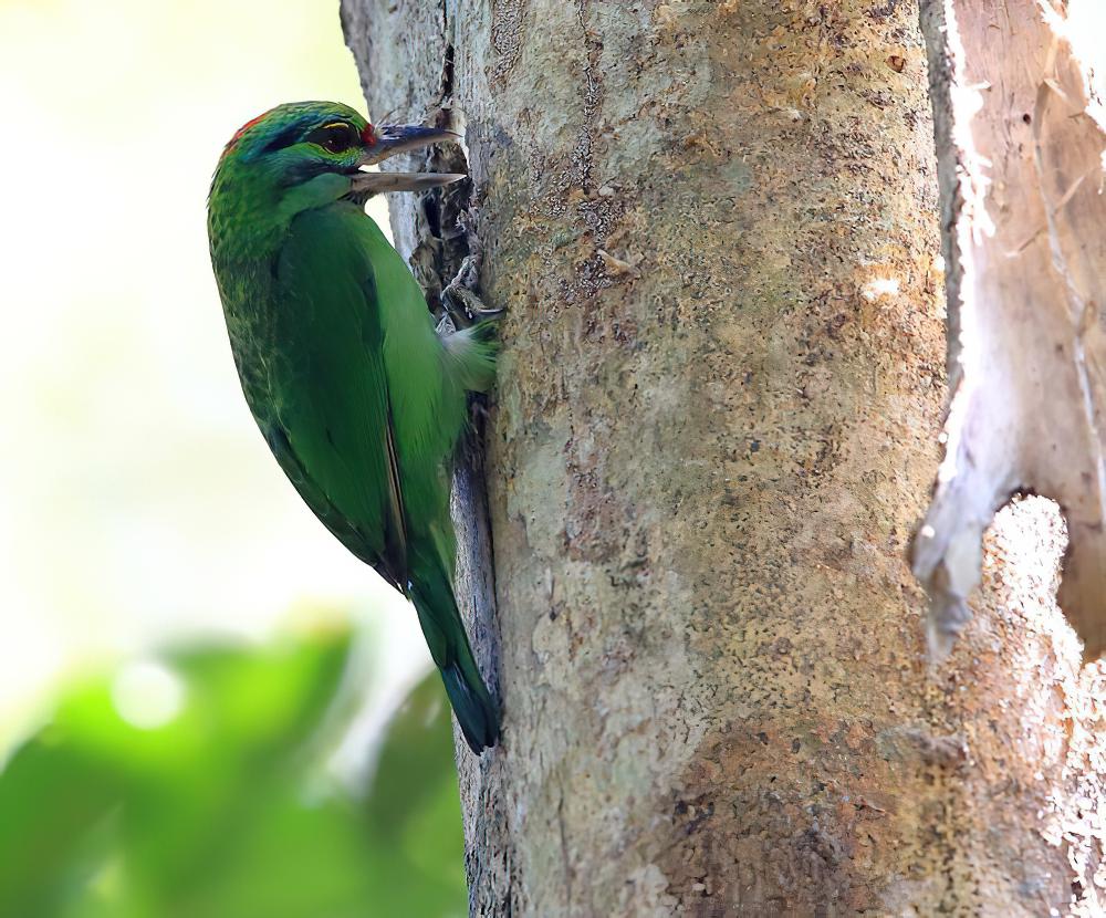 绿喉拟啄木鸟