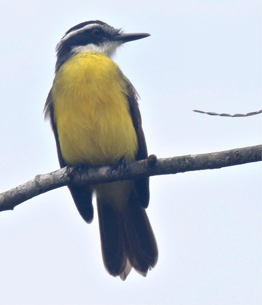 小食蝇霸鹟