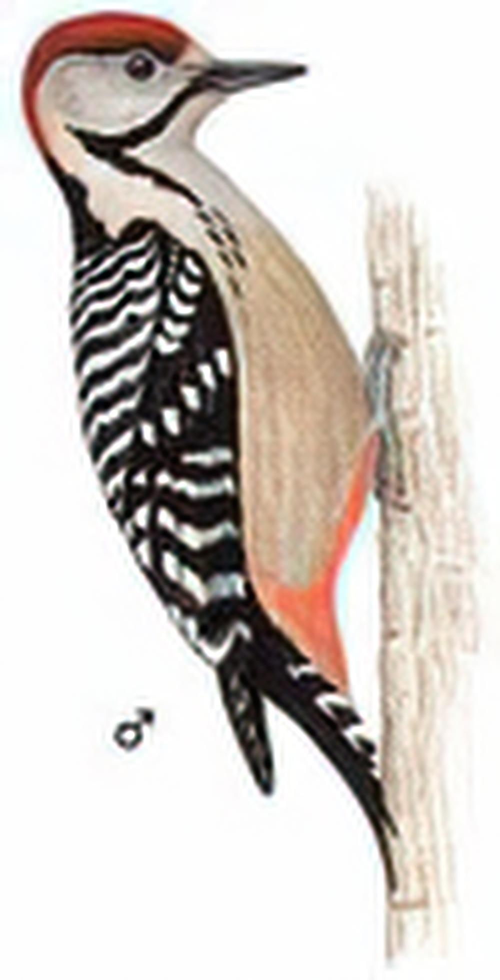 茶胸斑啄木鸟