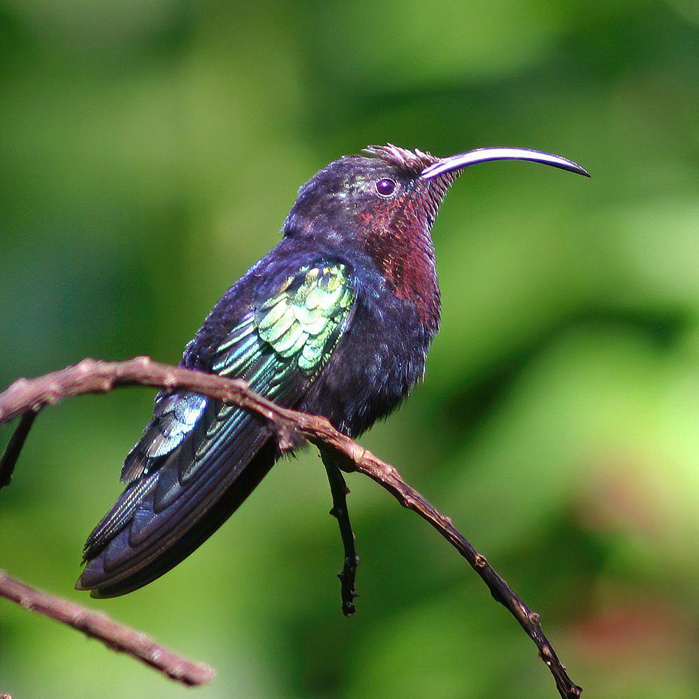 紫喉蜂鸟