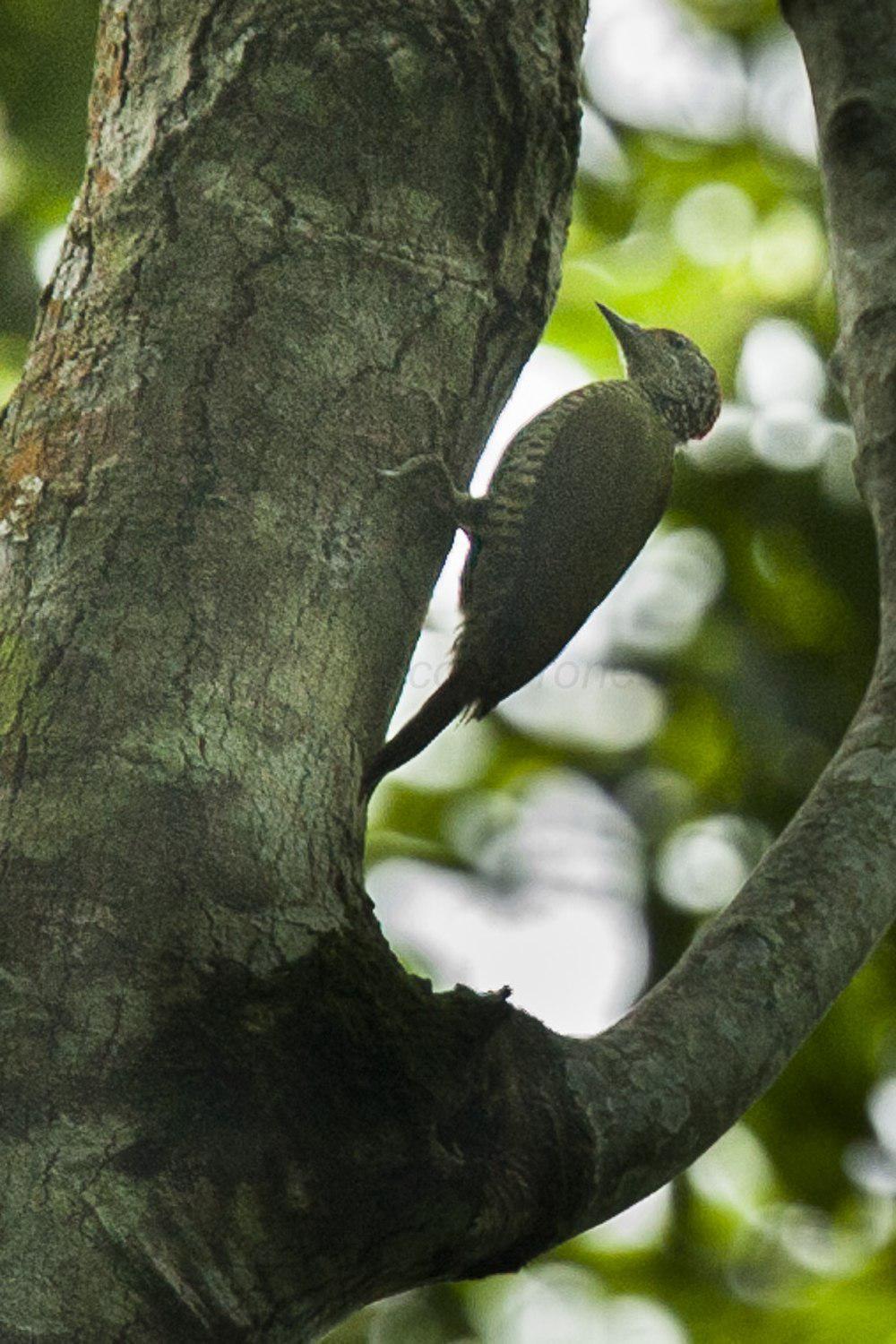 绿背斑啄木鸟