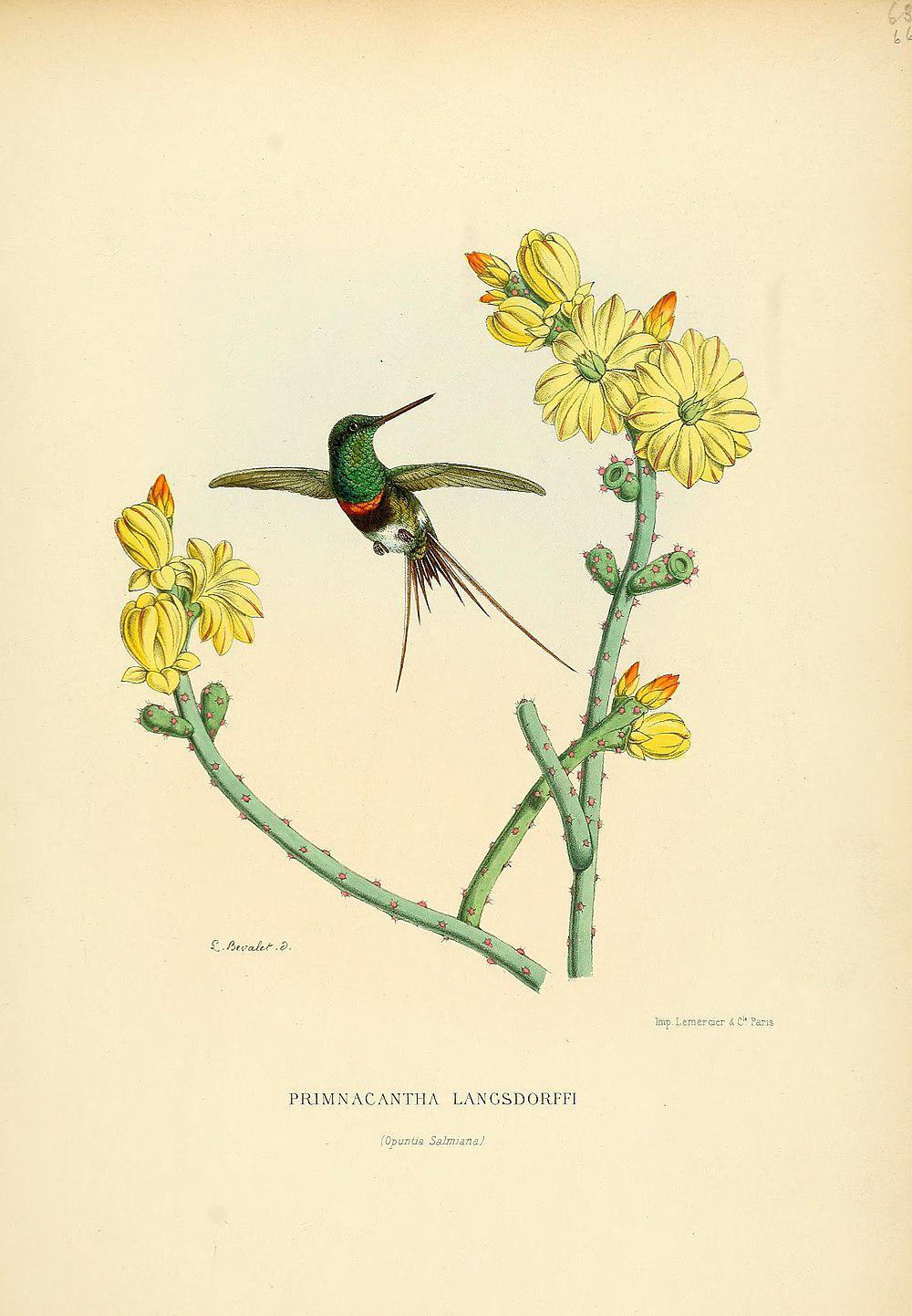 黑腹刺尾蜂鸟