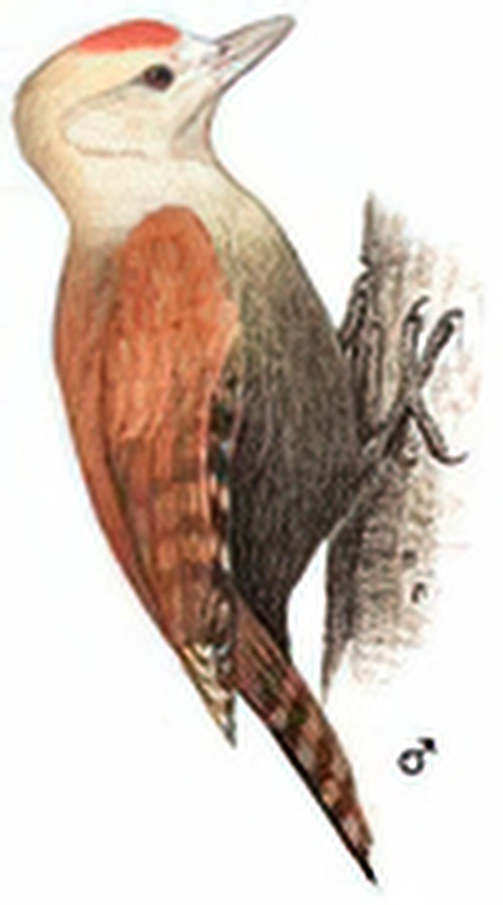 竹啄木鸟