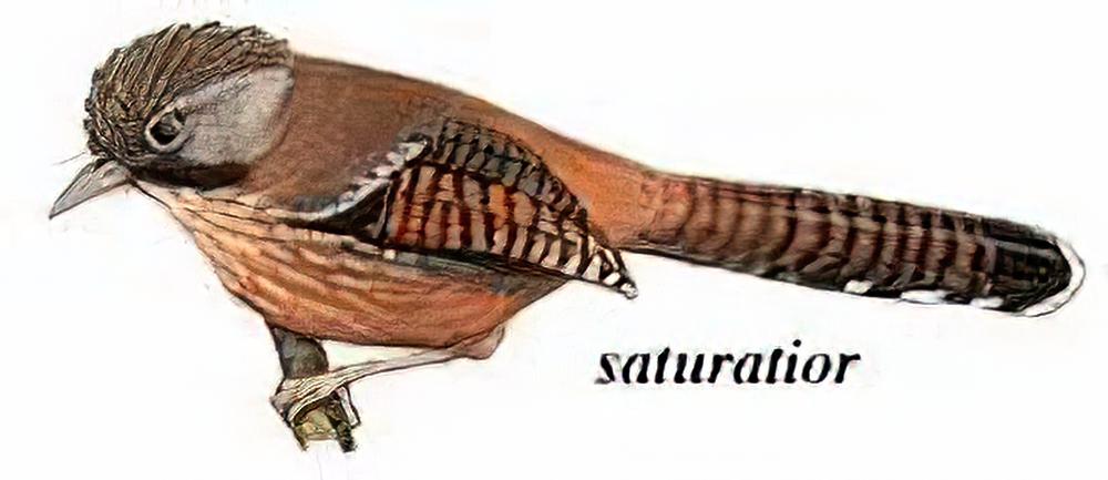 纹胸斑翅鹛