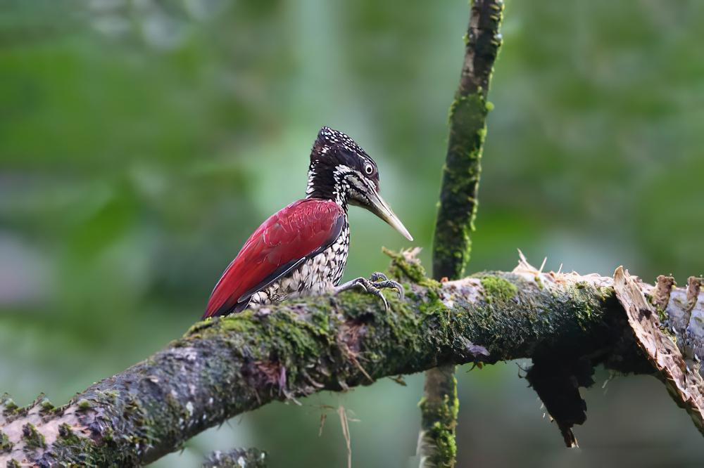 绯红背啄木鸟