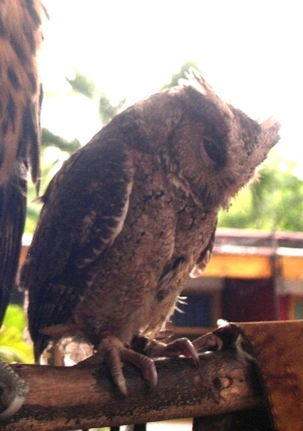菲律宾角鸮