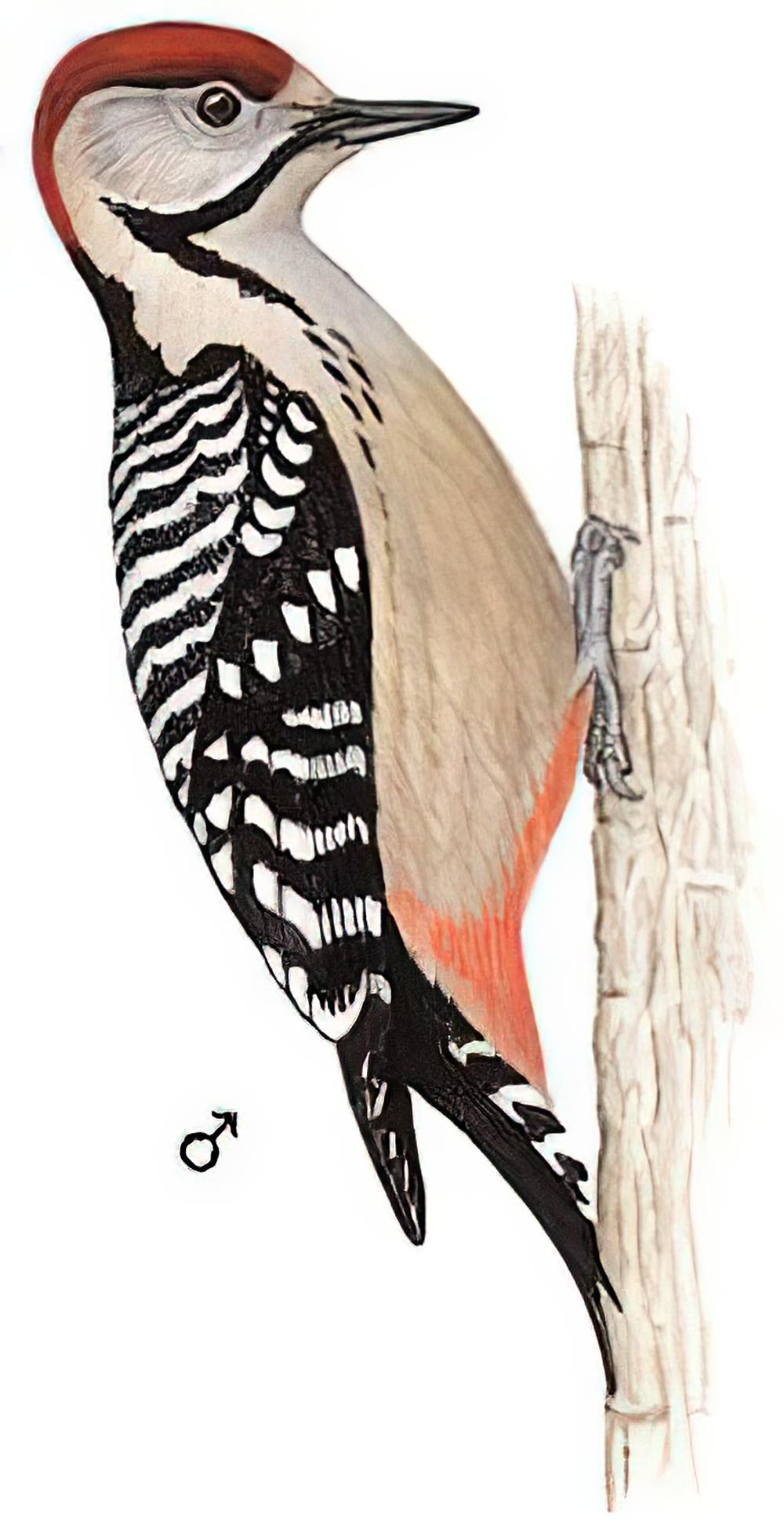 茶胸斑啄木鸟