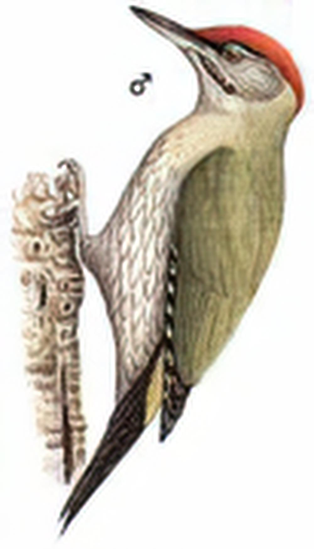 鳞喉绿啄木鸟