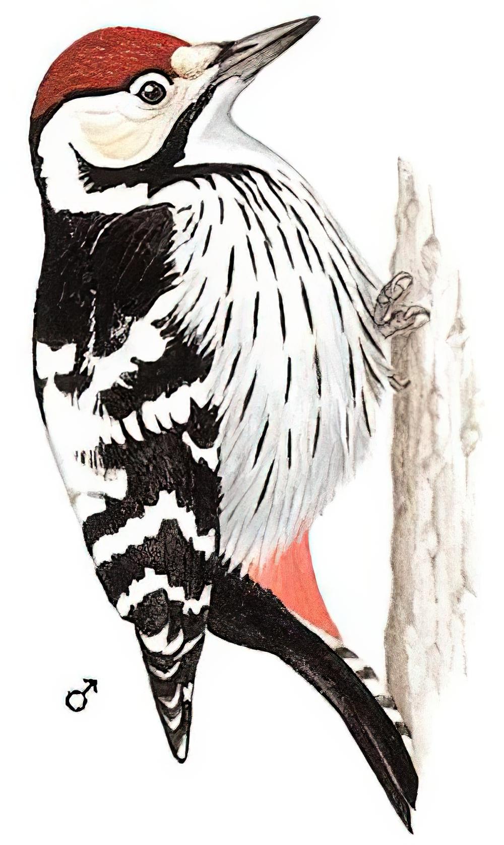 白背啄木鸟