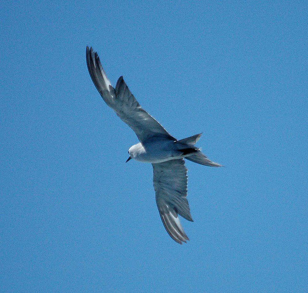 灰燕鸥