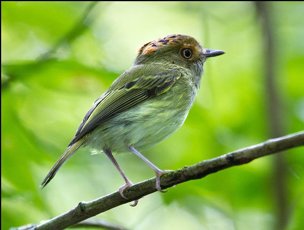 鳞冠侏霸鹟