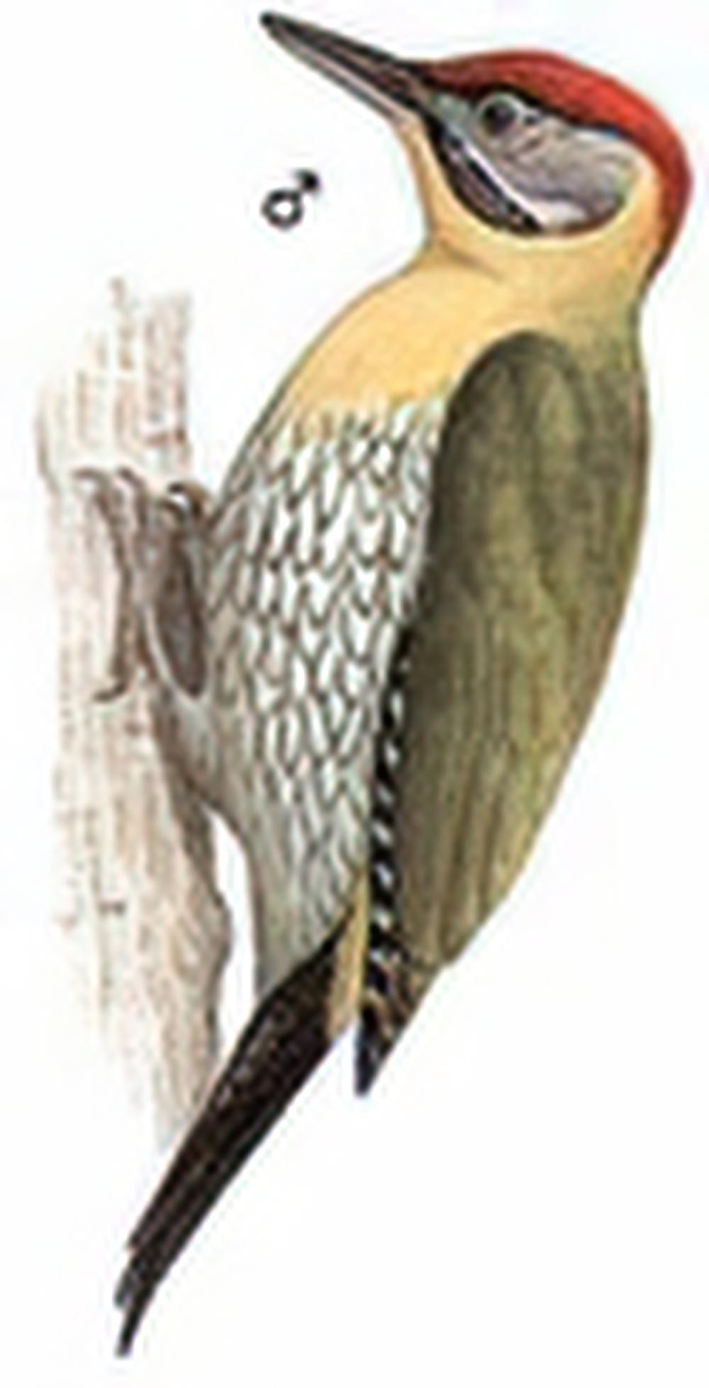 花腹绿啄木鸟
