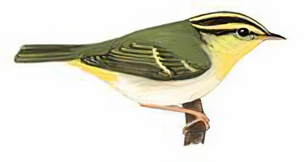 黄胸柳莺