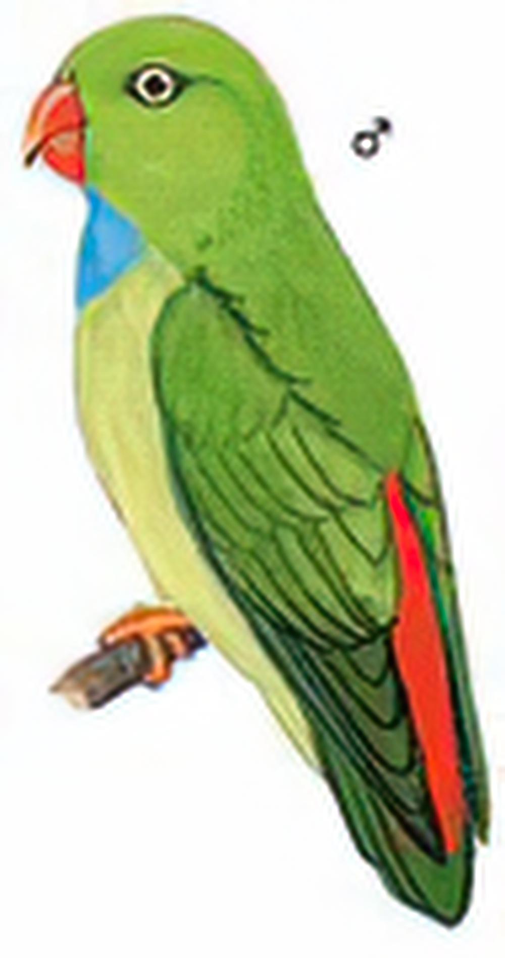 短尾鹦鹉