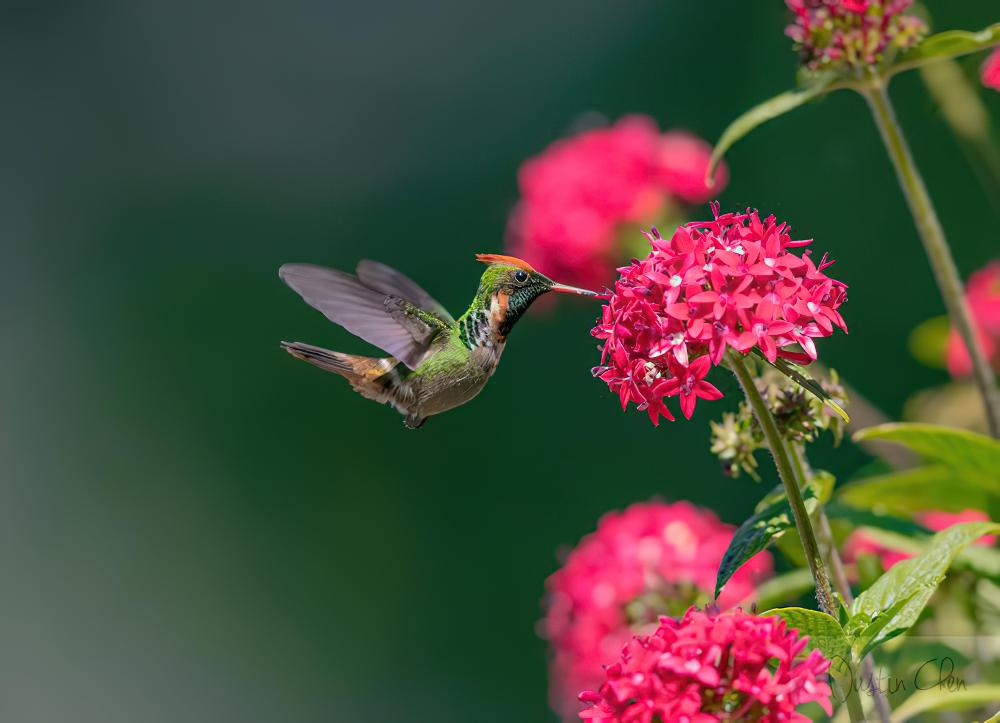 纹颈冠蜂鸟