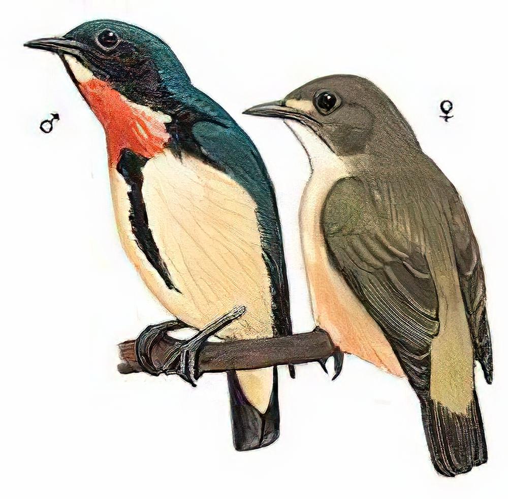 红胸啄花鸟