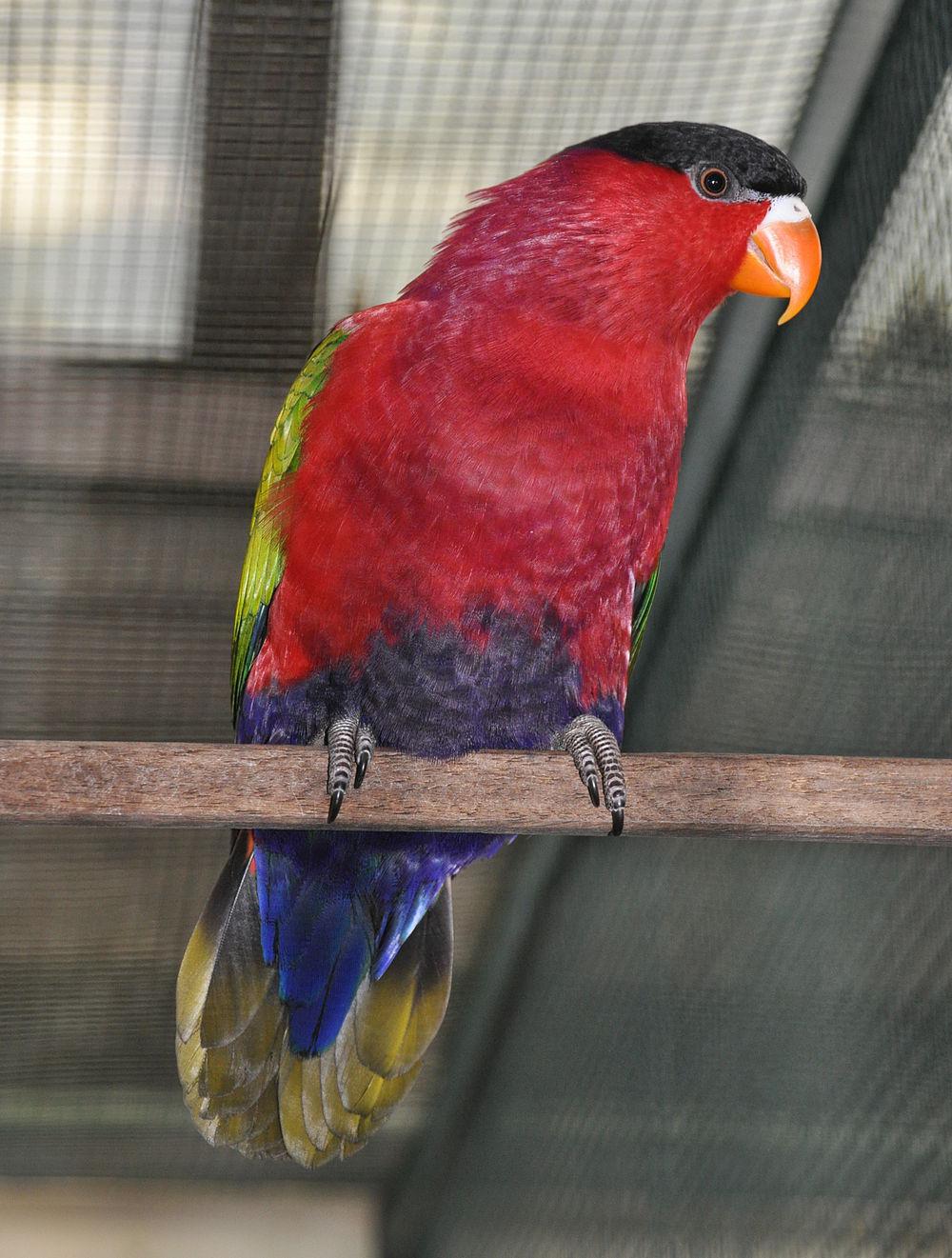 紫腹鹦鹉