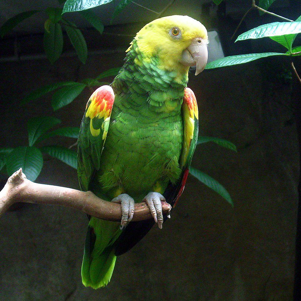 双黄头亚马逊鹦鹉