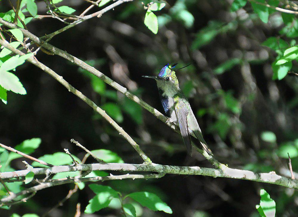 紫冠黑胸蜂鸟