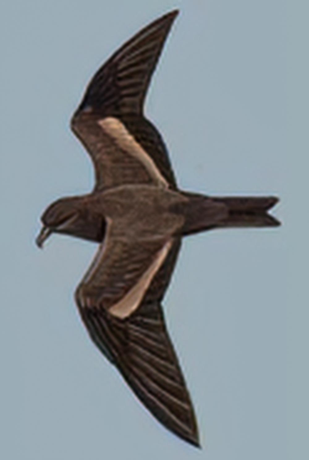 黑叉尾海燕