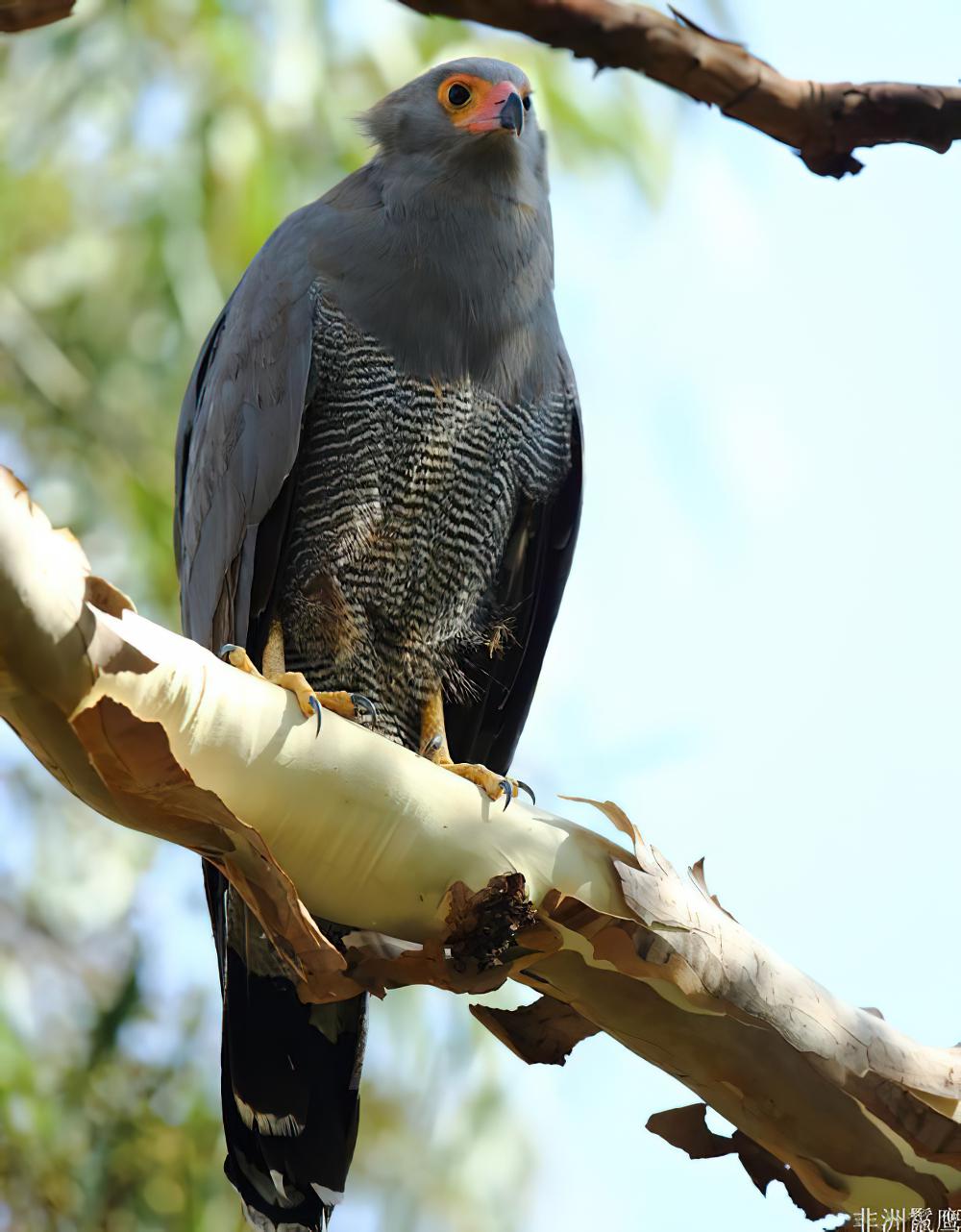 非洲鬣鹰