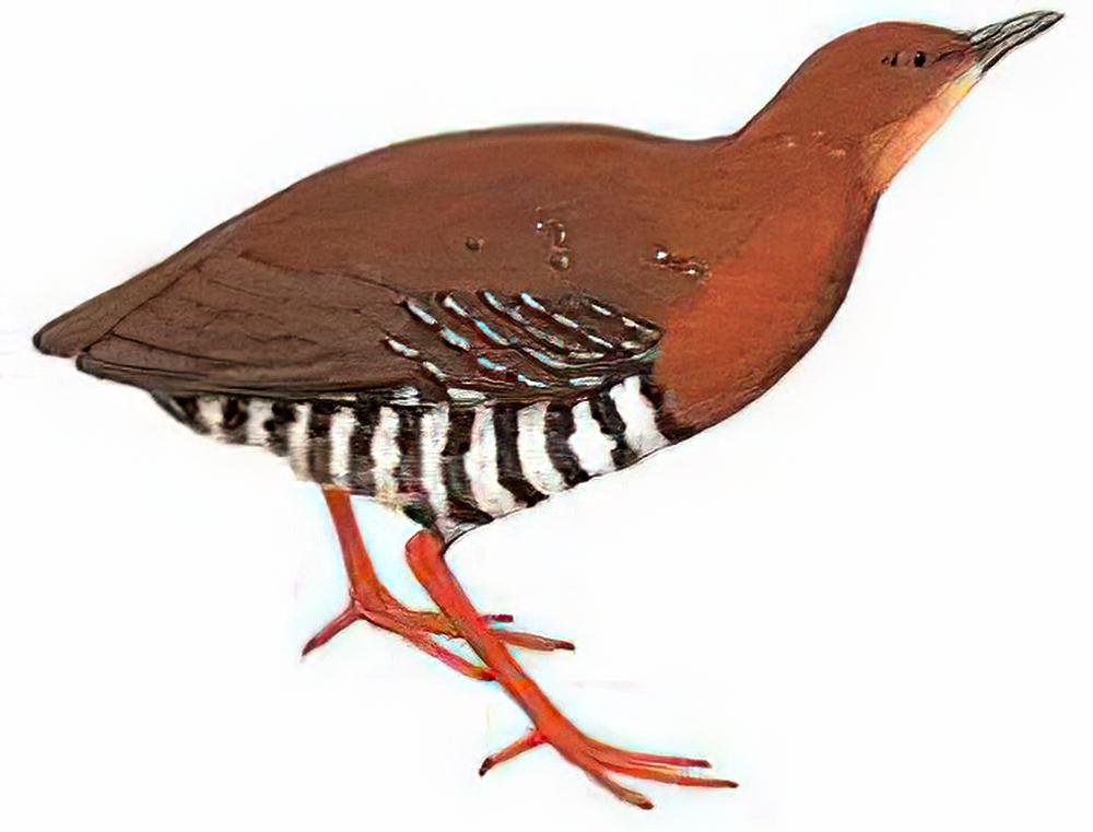 红腿斑秧鸡
