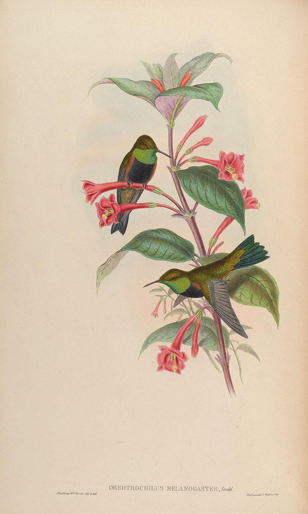 黑胸山蜂鸟