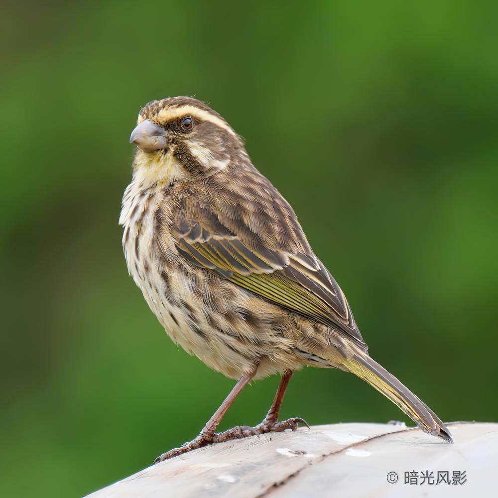 条纹丝雀