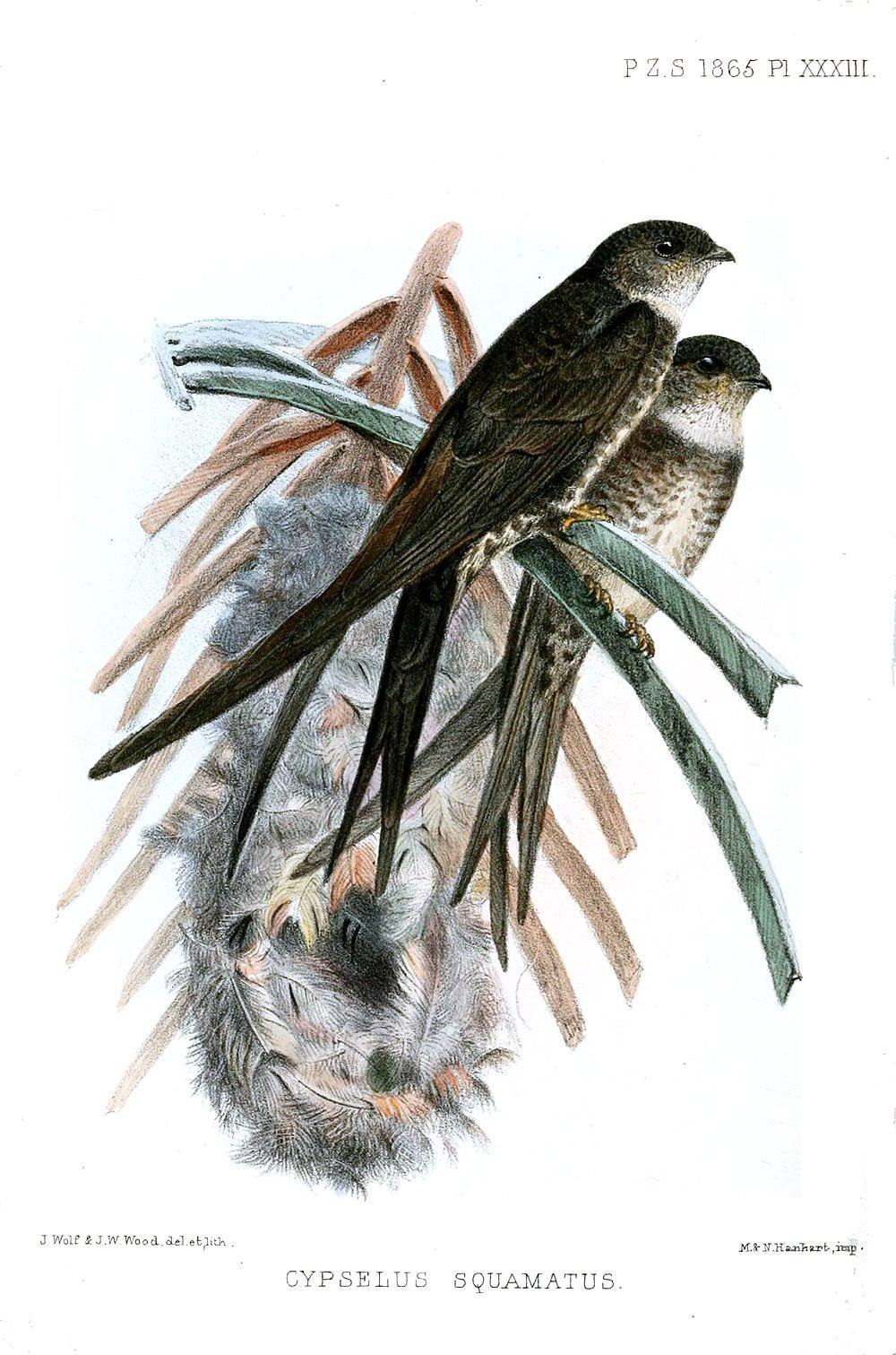 叉尾棕雨燕