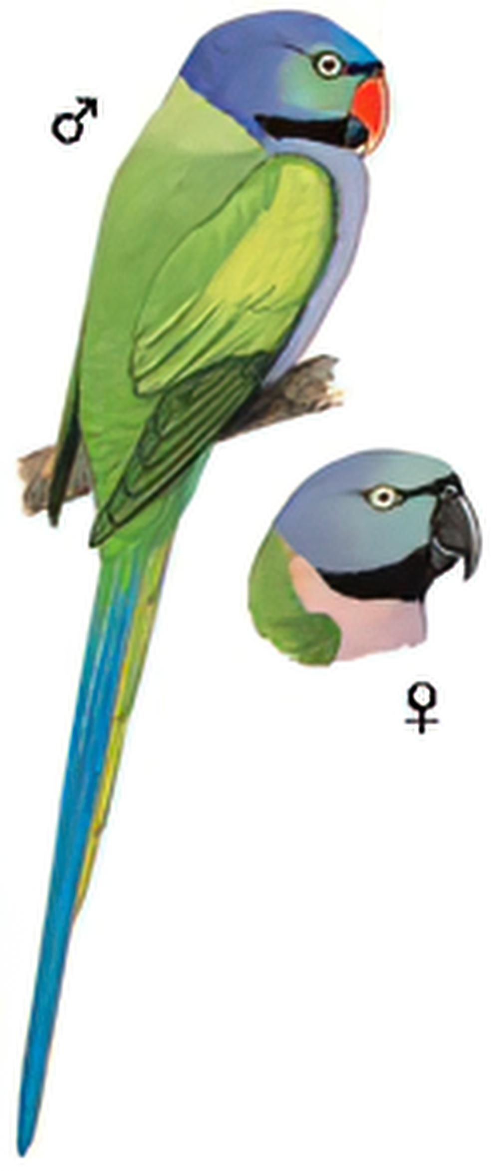 大紫胸鹦鹉