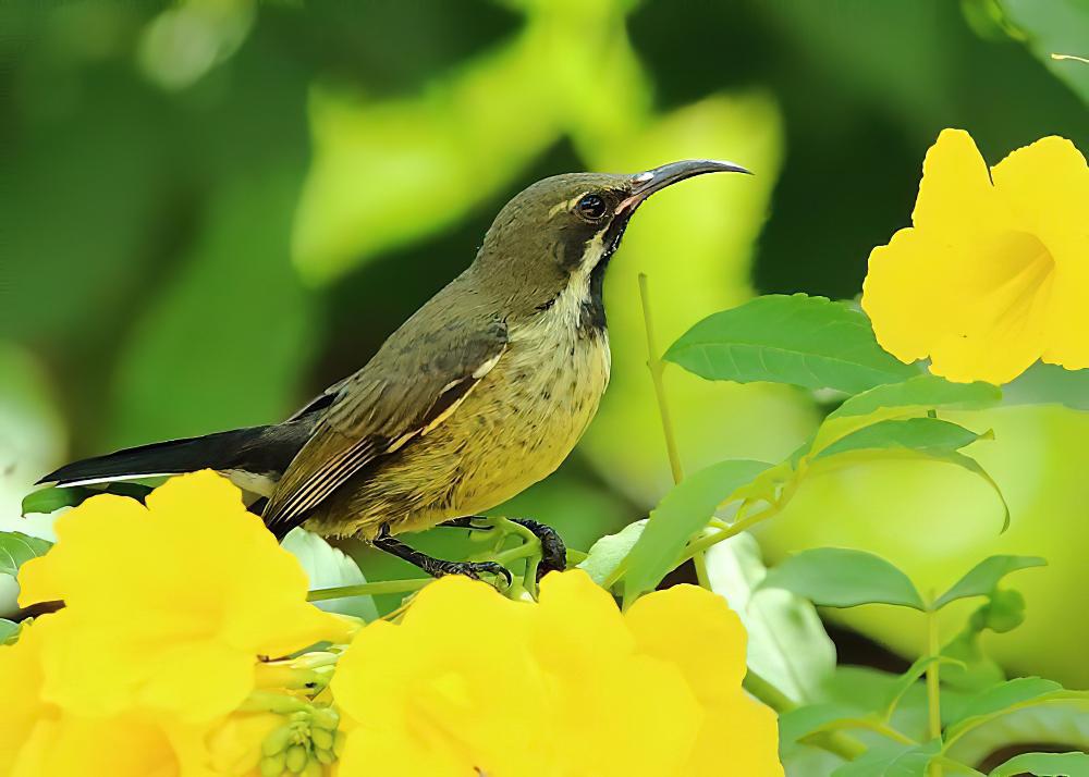 辉花蜜鸟