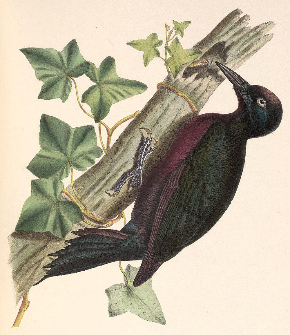 瓜岛啄木鸟