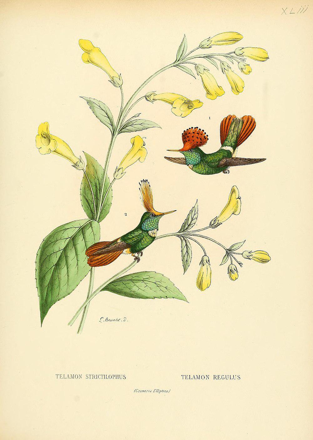 斑冠蜂鸟
