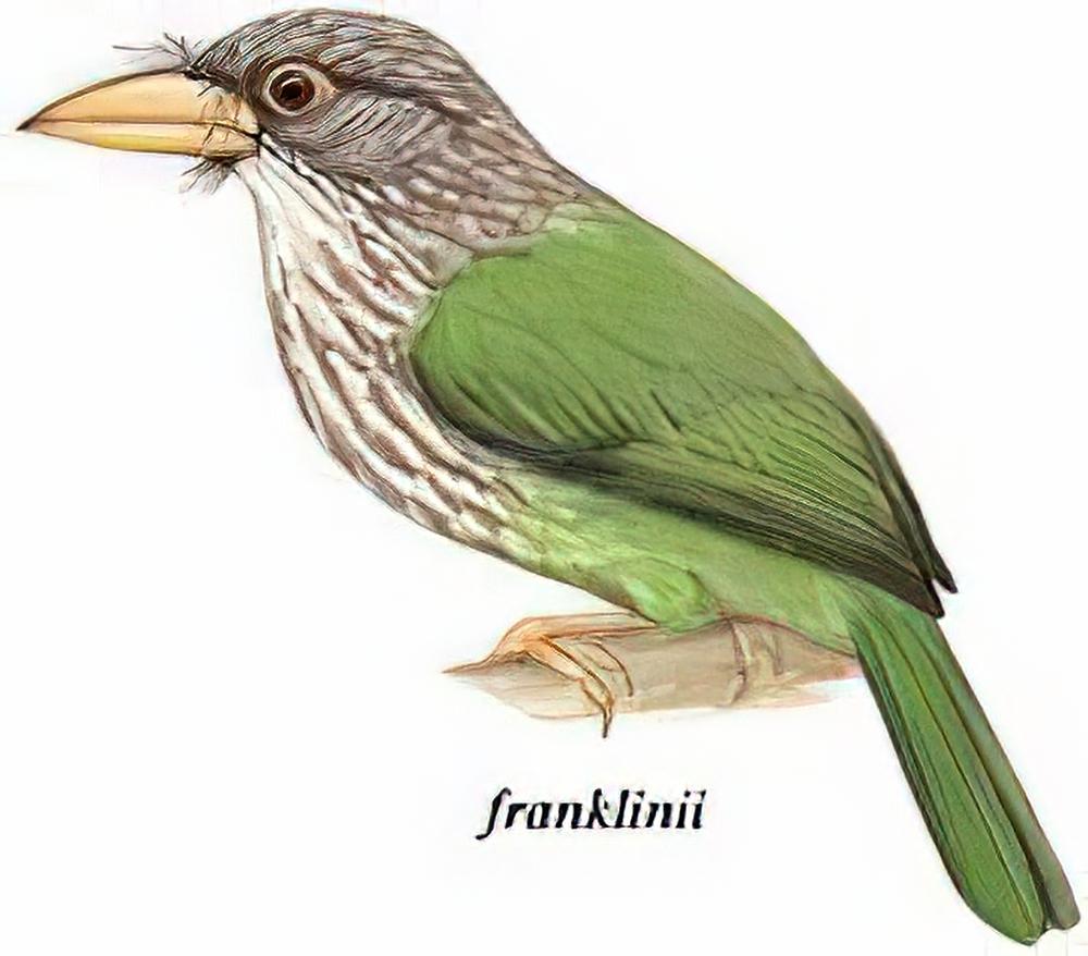 [斑头]绿拟啄木鸟