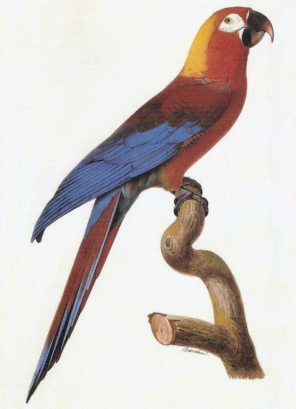 古巴红鹦鹉图片