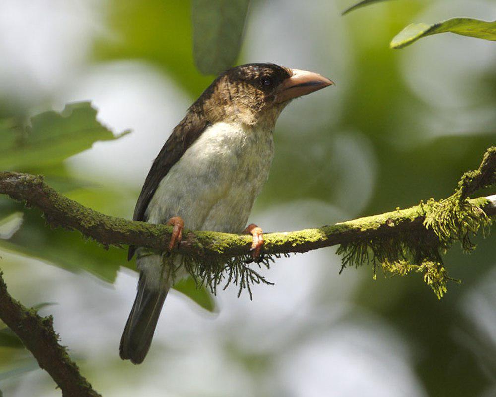 马来褐拟啄木鸟