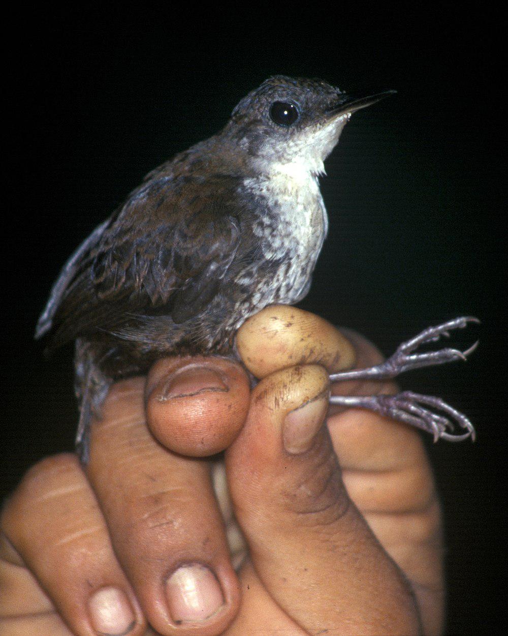 鳞胸鹪鹩