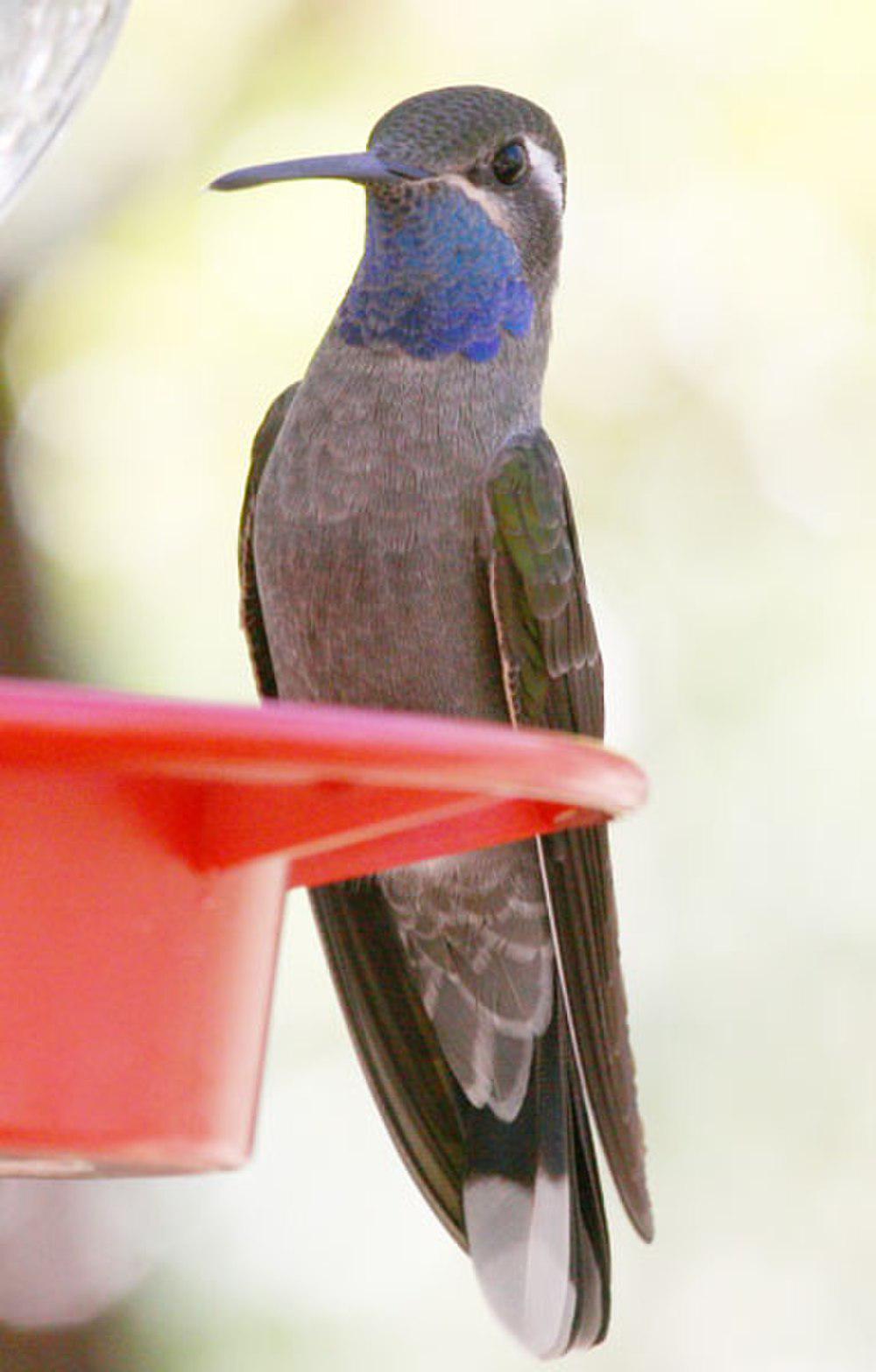 蓝喉宝石蜂鸟
