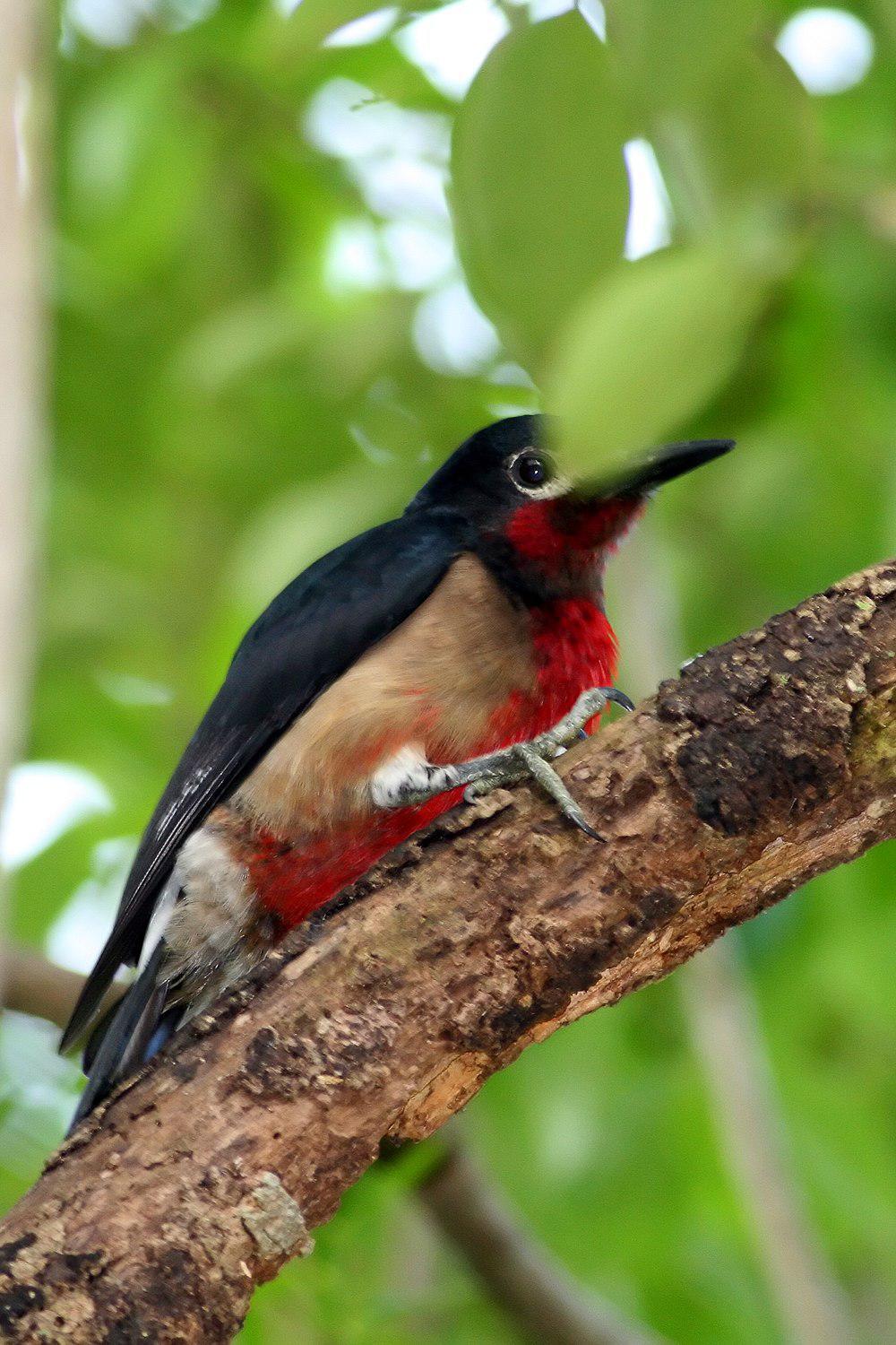 波多黎各啄木鸟