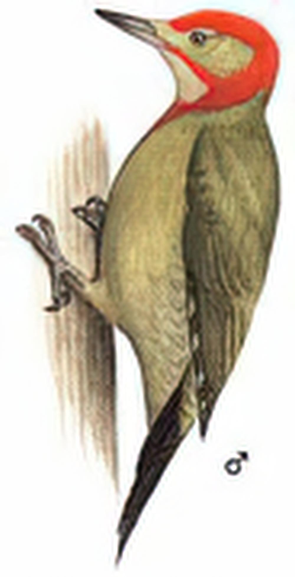红颈绿啄木鸟
