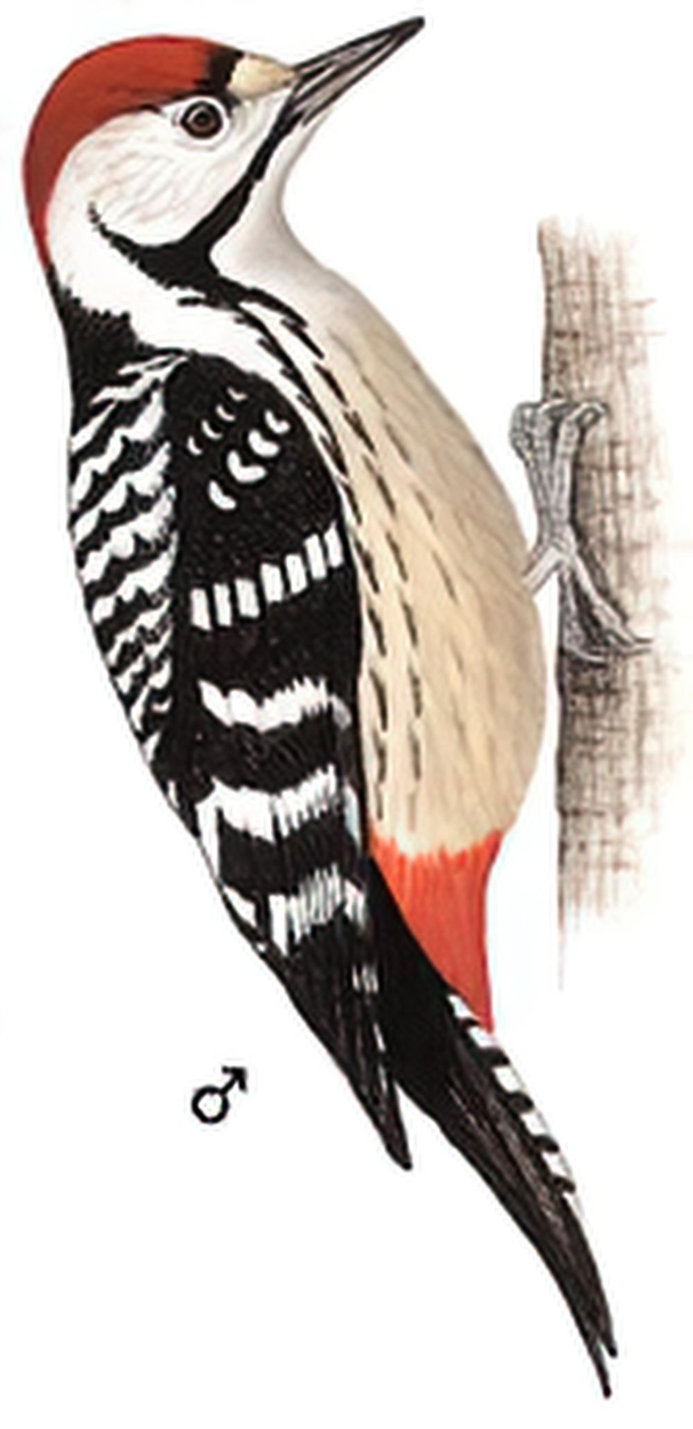 纹胸啄木鸟