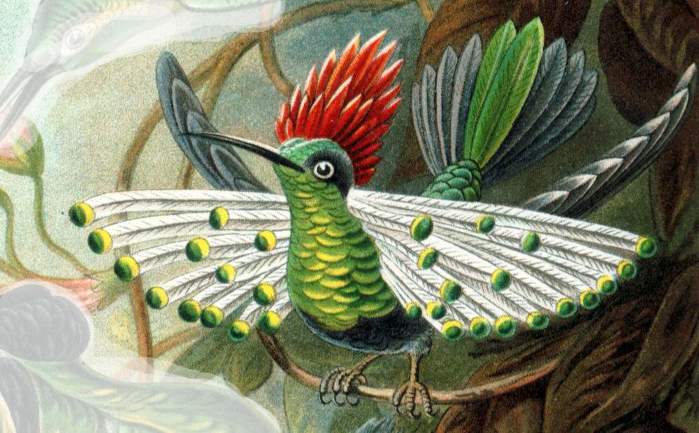 斑耳冠蜂鸟