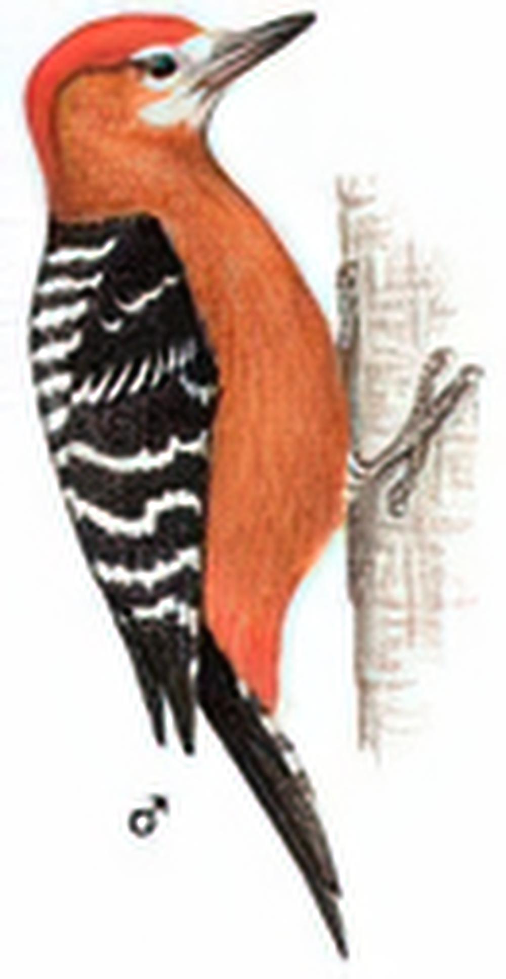棕腹啄木鸟