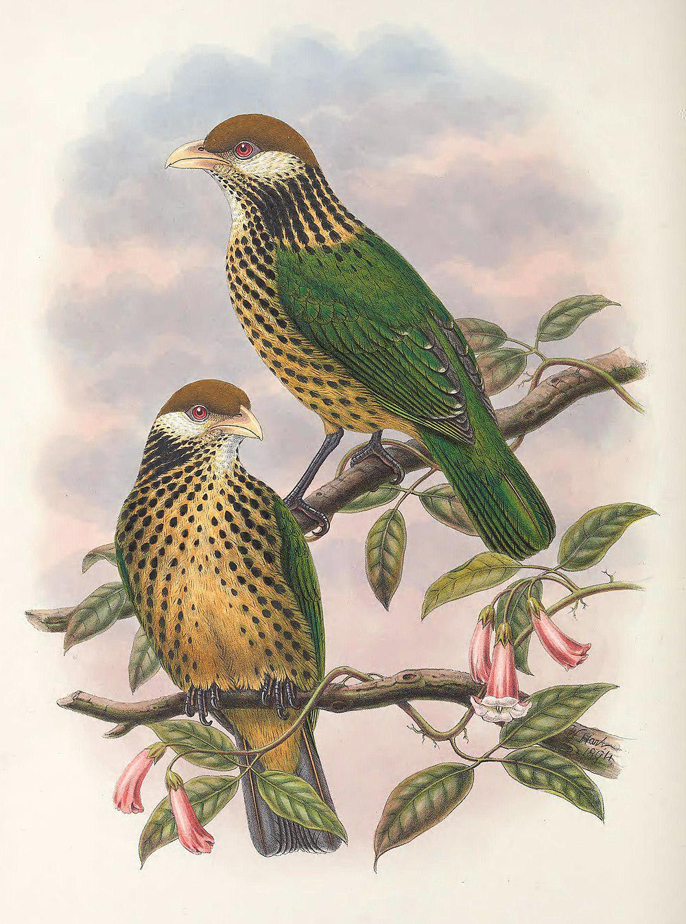 褐冠园丁鸟